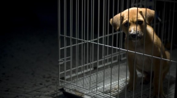 Premieră în România: Se înființează Poliția Animalelor. Autoritățile pot acționa fără mandat dacă un animal este torturat