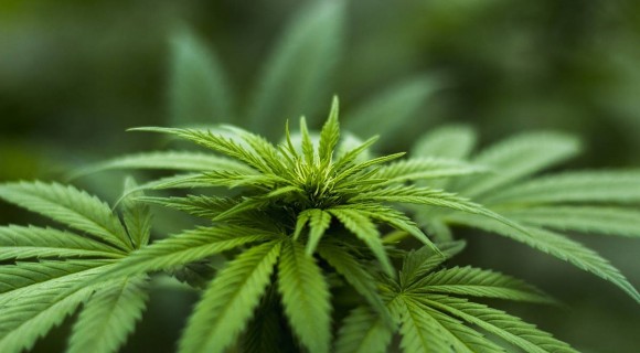 Germania va prezenta o propunere pentru legalizarea canabisului