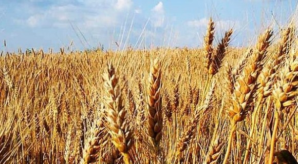 Asigurarea culturilor agricole în Moldova. De ce această practică nu este populară