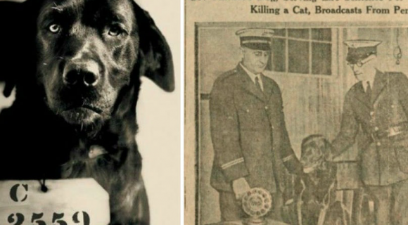 Povestea emoţionantă a câinelui condamnat la închisoare pe viaţă